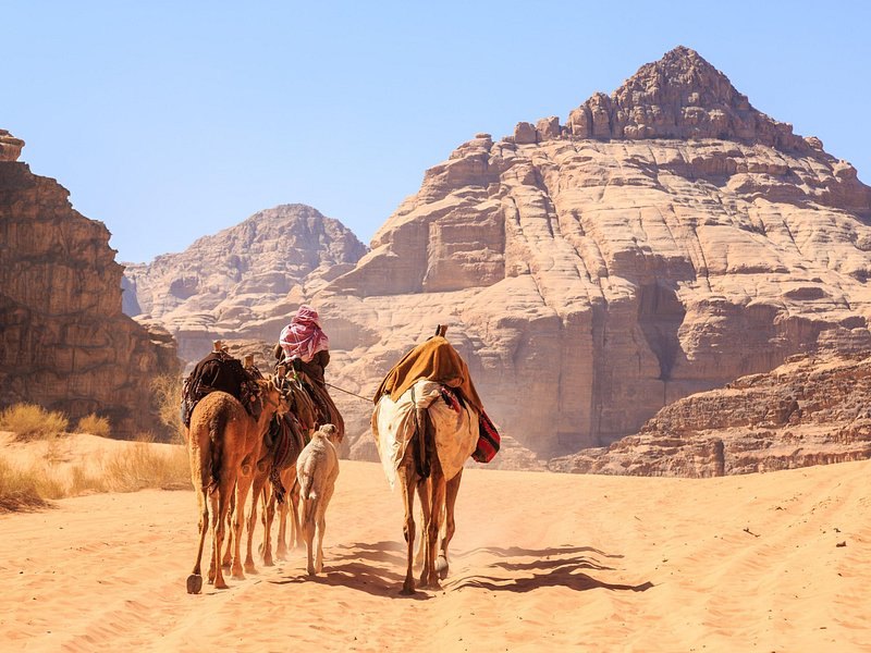 Camels walking across the sand of Wadi Rum in the late afternoon